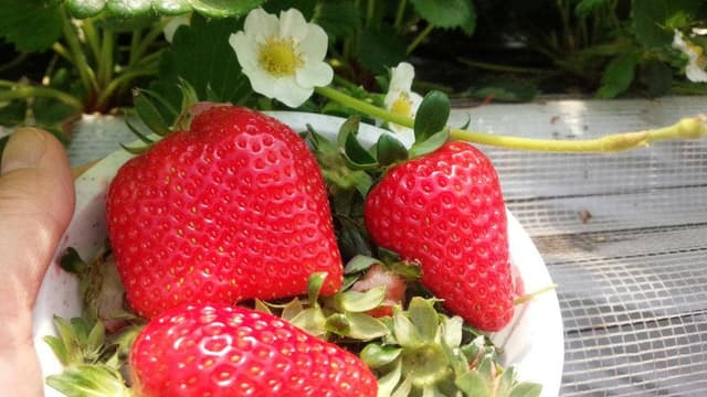 小山ファーム - サブ画像3