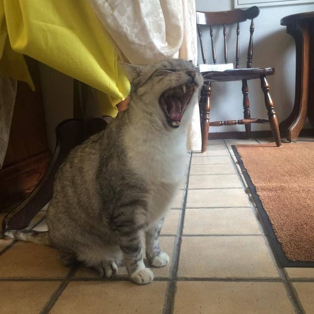 コンディトライカフェ ユキライン - サブ画像3