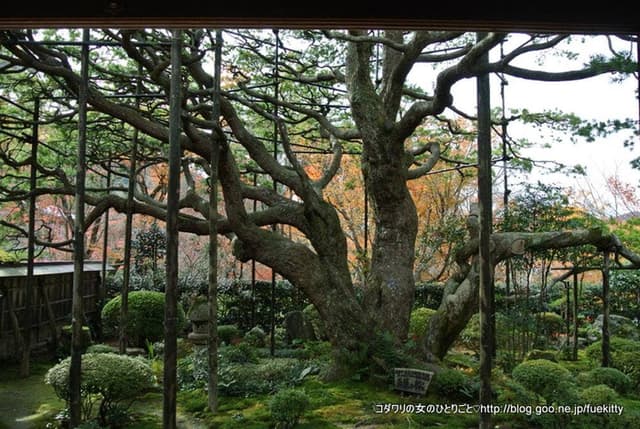 宝泉院 - サブ画像3