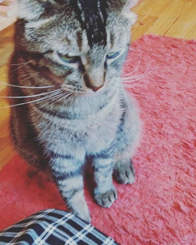 ねこと占い師がいるカフェ Cat's planet - サブ画像1