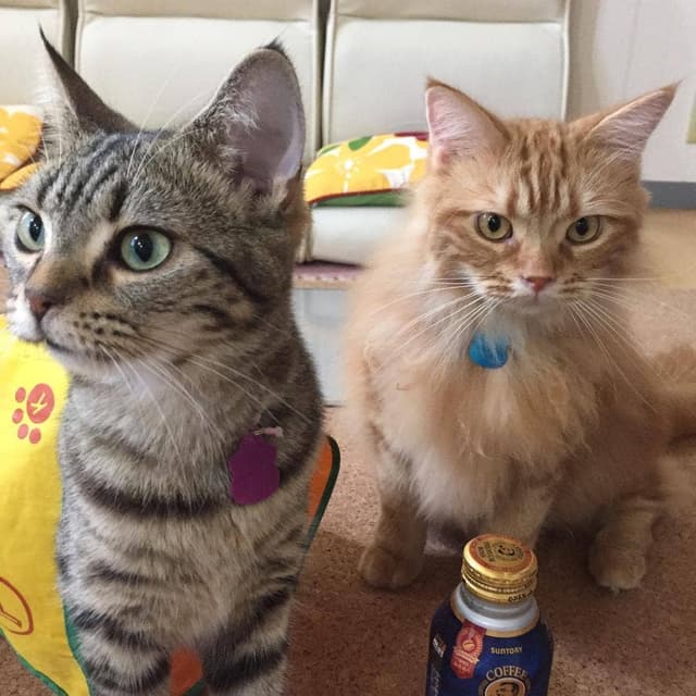 Cat Café nikemin house - サブ画像2