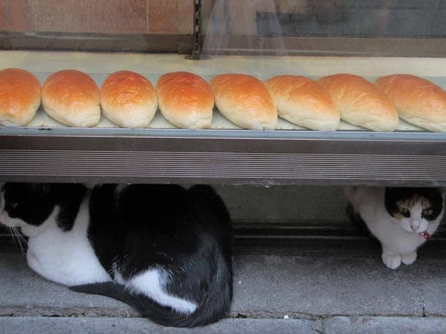 ハト屋 ハトヤ - サブ画像3