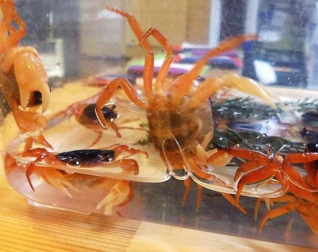 居酒屋 幸家 - サブ画像2