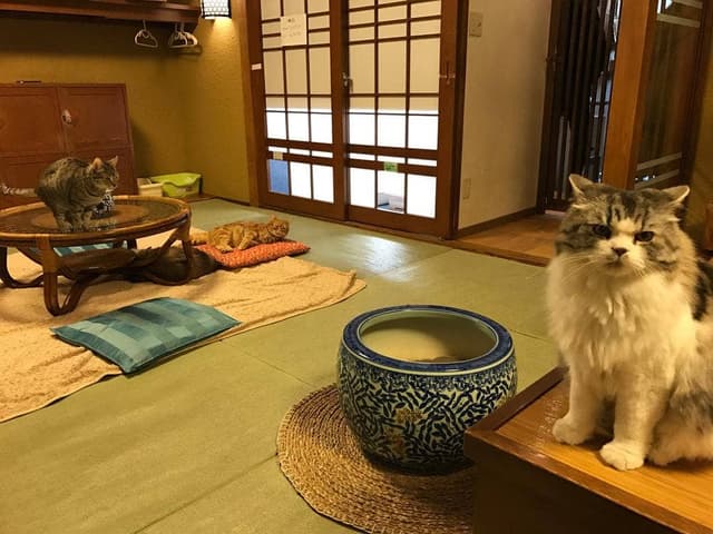 猫の時間 - サブ画像2