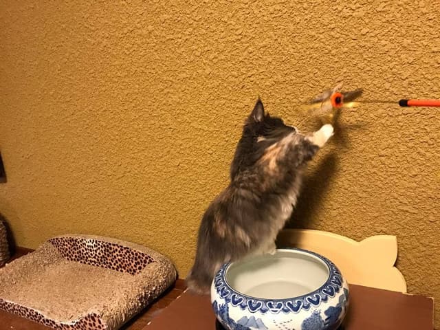 猫の時間 - サブ画像1