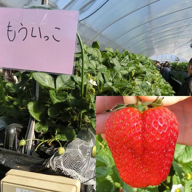 相葉苺園 - サブ画像1