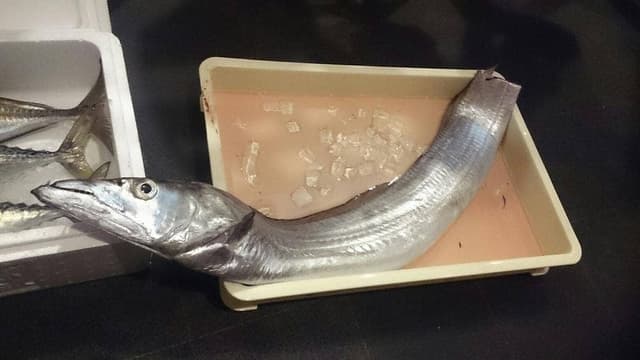魚旬 うさぎ屋 - サブ画像3