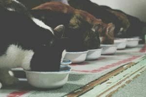 猫カフェ ねこっ茶