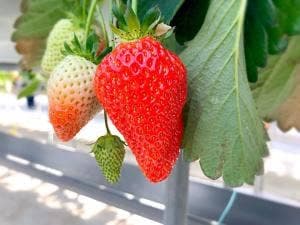 岡山市サウスヴィレッジ