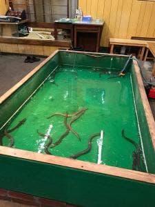 うなぎつり 大阪屋