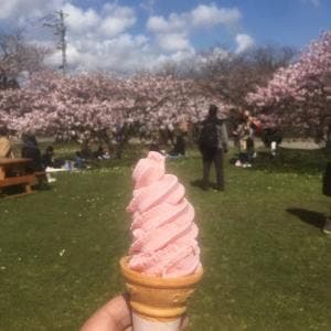 松前城観光案内所 花守