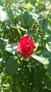 神代植物公園 1売店