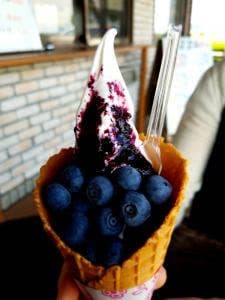 ベリー畑 福田ファーム