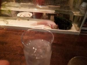 バーマリブ