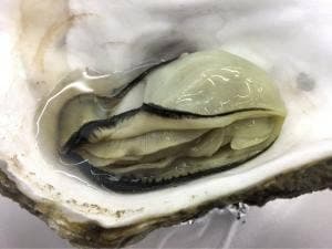 稲場魚介苑