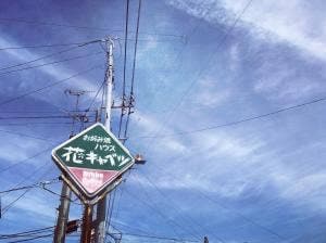 花キャベツ