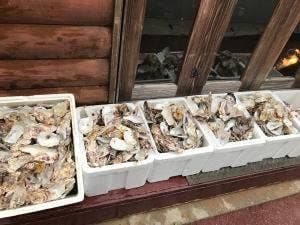 Oyster & Steak GuluGulu