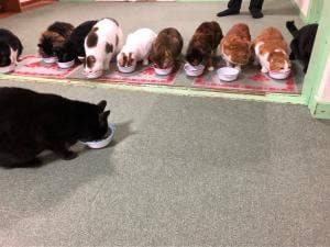 猫カフェ ねこっ茶