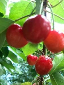 仲野観光果樹園 Fruits Cafe Rulave