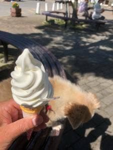 道の駅 樹海ロード日高 売店