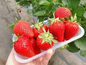 松井ファーム
