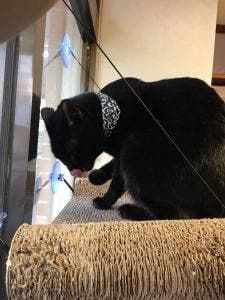 ねこのみせ