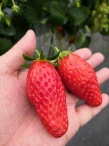 マリモファーム