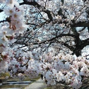 梅の花 近鉄百貨店上本町店