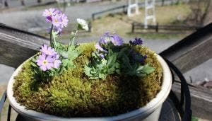 花と喫茶 さくや