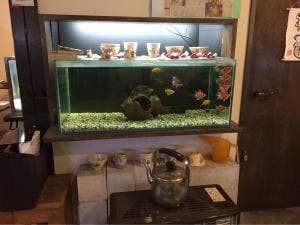 きんぎょcafé 柳楽屋 陽だまり