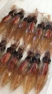 カネツル砂子商店 ほたるいかミュージアム店