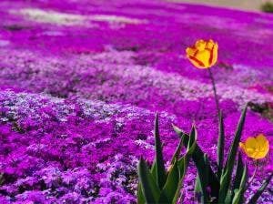 芝ざくら ソフトクリーム