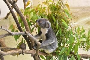 多摩動物公園 コアラ下休憩所