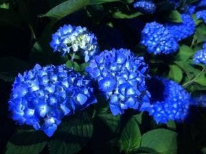 あじさいカフェ