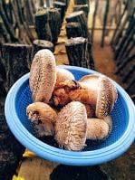 修善寺しいたけの里