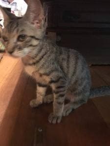 猫カフェ なーごなーご
