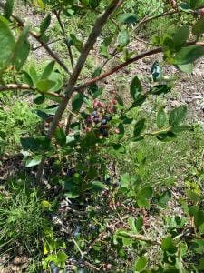 kitchen garden yanagisawa farm 横道農場