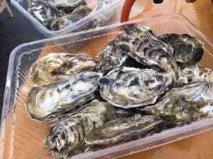 ひろちゃんカキ