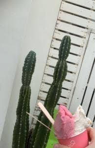 沖縄手作りジェラート yukuRu