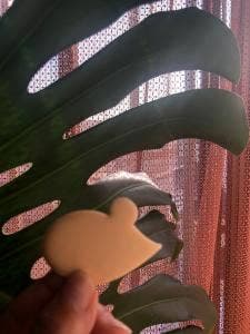 とやま銘菓 きときと市場とやマルシェ