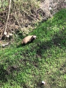 新嘉坡鶏飯 御殿場プレミアムアウトレット