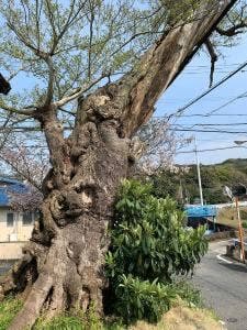 喫茶むくの木