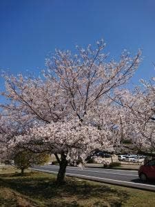 駅前マルシェ 道の駅 みやま公園