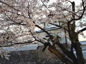 兼六坂 金澤さくら亭