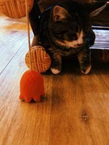 猫Cafe ぐるぐる堂