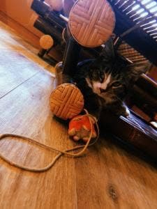 猫Cafe ぐるぐる堂