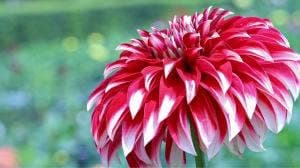 町田ダリア園 休憩所木花