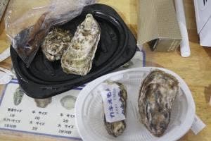 厚岸漁業協同組合直売店