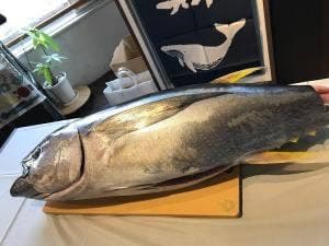 創作まぐろ料理 鮪ソムリエ 楽彩