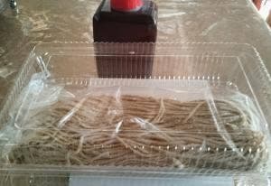 三たてそば 蕎音